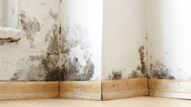Black mold spreading up a wall above wooden baseboards